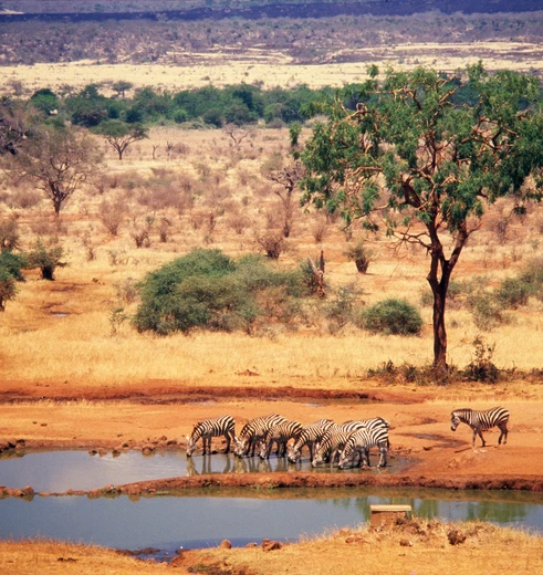 Drinkende zebra's aan waterdrinkplaats in Tsavo, Kenia