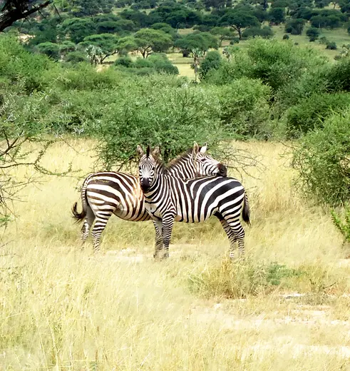 Twee zebra's in het groene Tarangire