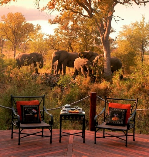 Wild spotten vanuit de Safari Lodge in het Krugerpark