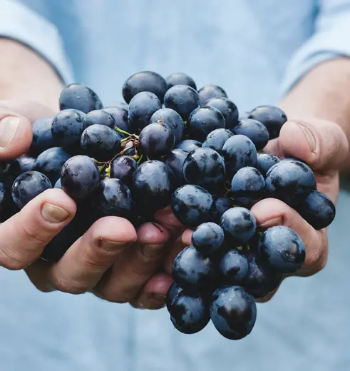 In Mendoza is een bezoek aan enkele bodega’s om de typische rode Malbec wijn te proeven een must