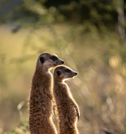 Stokstaartjes spotten tijdens deze familiereis in Kgalagadi Transfrontier Park