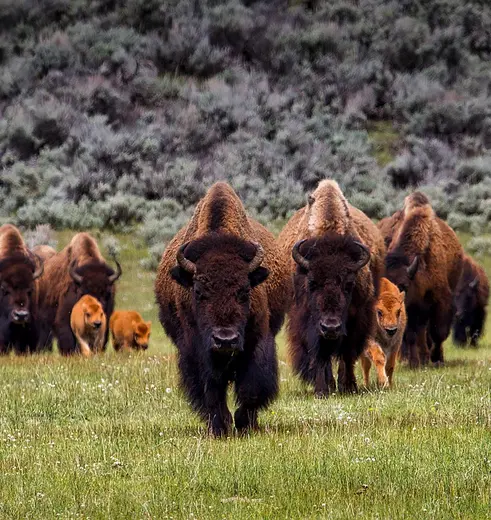 Bisons in Yellowstone National Park in Amerika