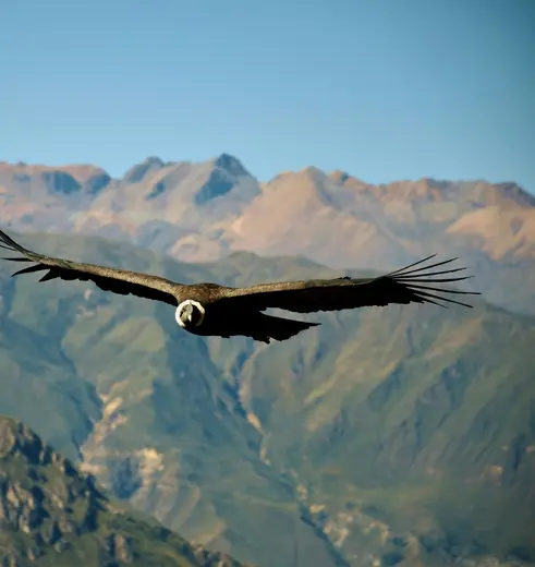 Condors spotten in de Colca Canyon in Peru