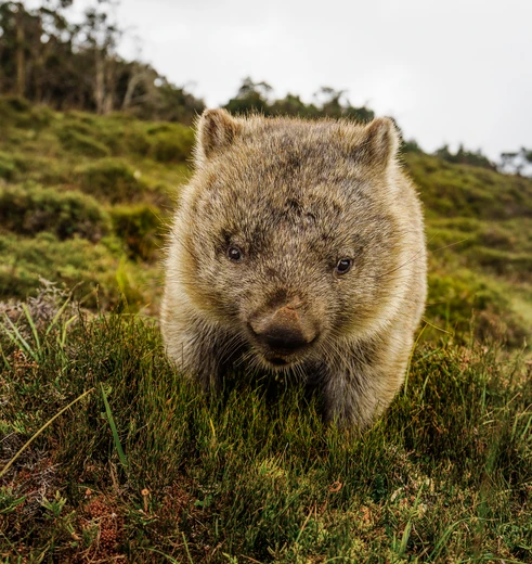 Wombat in Cradle Mountain N.P. Tasmanië, Australië