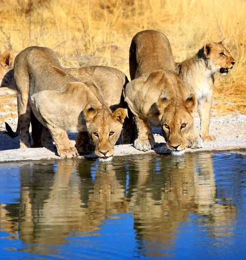 Leeuwen spotten tijdens een safari Etosha in Namibië