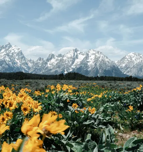 Prachtige Panorama's in Grand Teton National Park