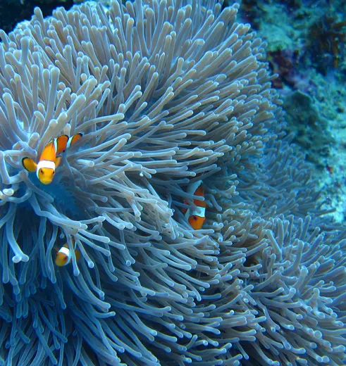 Snorkelen op Bali