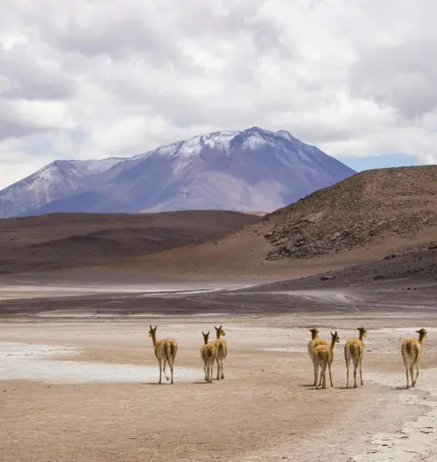 Lama's in Bolivia