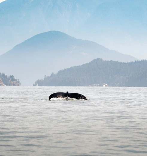Beren, walvissen & orka’s in Vancouver, Canada