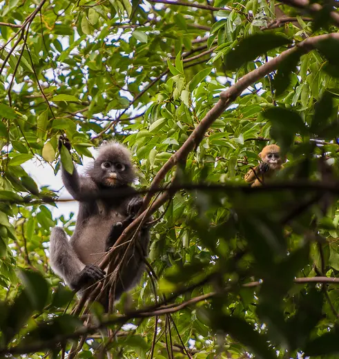 Aapjes spotten in Cat Tien National Park, Vietnam