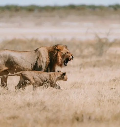 Op safari in Etosha NP, Namibie