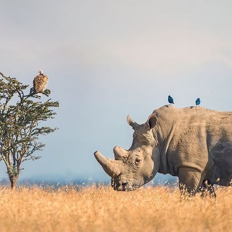 Neushoorn in Kenia