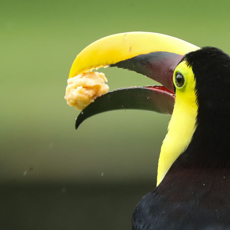 Een toekan in de bomen in Costa Rica