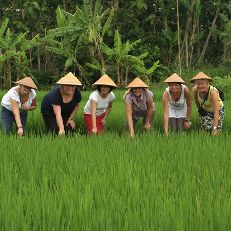 Rijstvelden van Indonesie