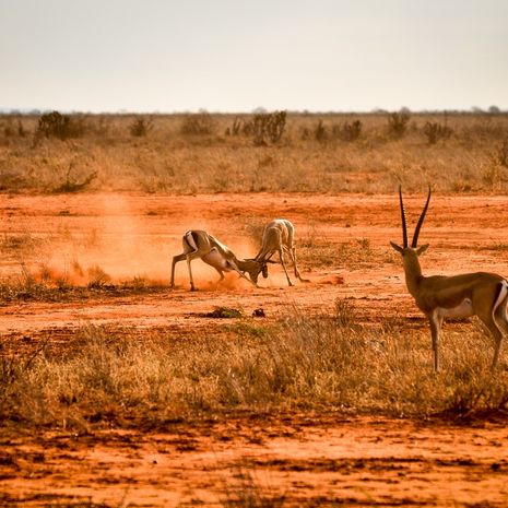 Impala's in gevecht in Kenia