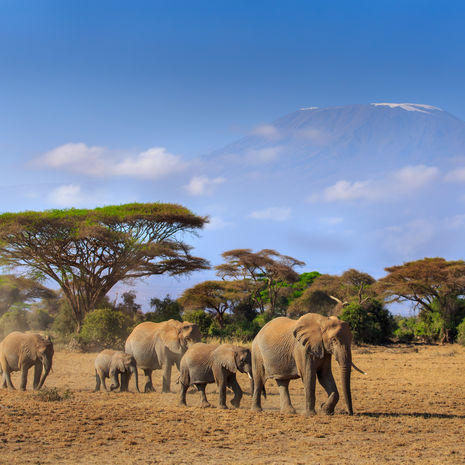 Olifantenfamilie in Amboseli National Park in Kenia