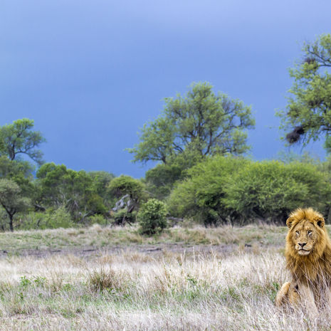 Leeuw in Limpopo Zuid-Afrika