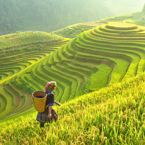 Prachtige rijstterrassen in het noorden van Vietnam