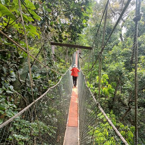 Wandelen over de hangbruggen door de jungle van Taman Negara, Maleisië