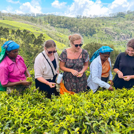 In de theetuinen werken van Sri Lanka, Azië