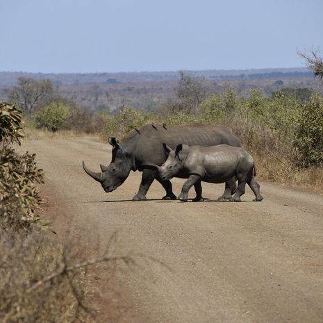 Neushoorns in Kruger National Park