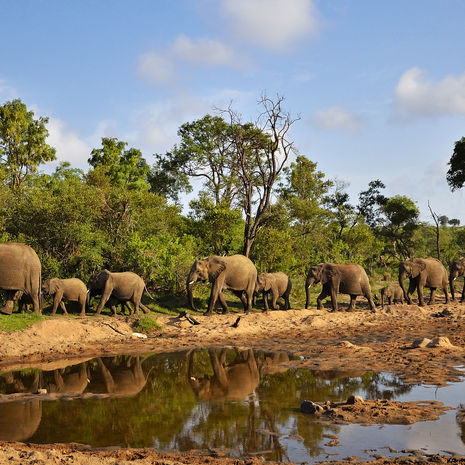 Olifanten in Zuid-Afrika