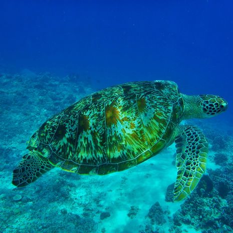 Een zeeschildpad in de wateren rond Gili Air