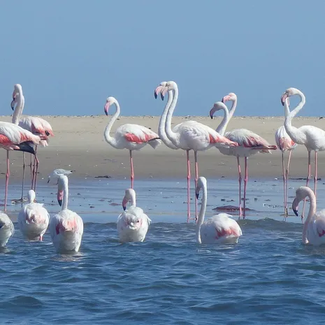 Flamingo's bij Walvisbaai
