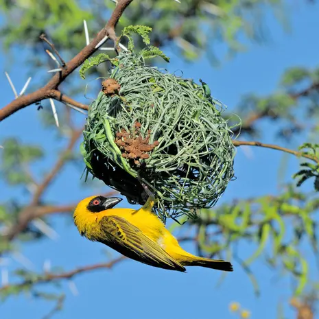 Vogels in Zuid-Afrika