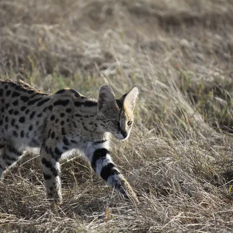 Serval op pad in het Aberdare National Park in Kenia