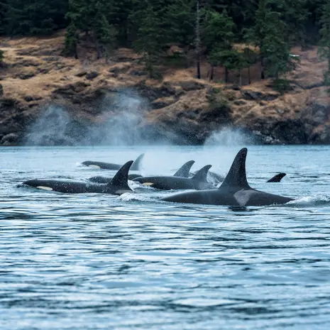 Een groep orca's voor de kust van Vancouver Island