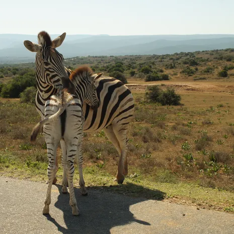 Zebra in Addo