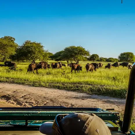 Buffels spotten bij Hoedspruit na een overnachting in Africamps