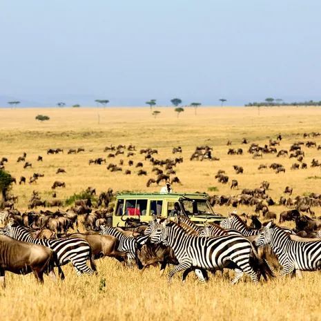 Migratie van zebra's Serengeti National Park