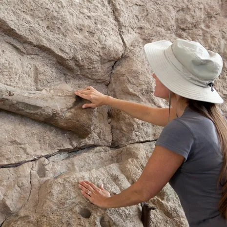 Amerika-Dinosaur-National-Monument-Fossiel