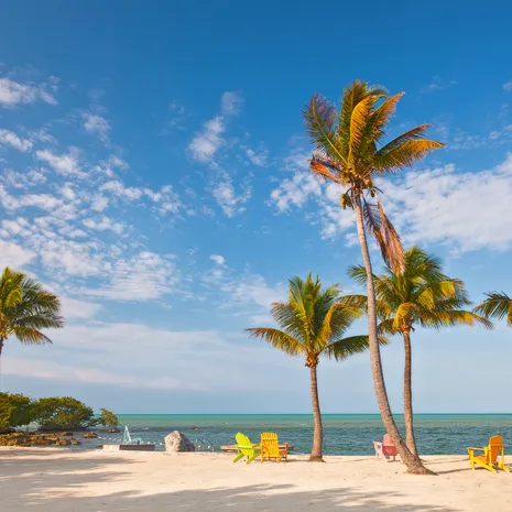 Amerika-Key-West-Palmbomen-1_1_518269