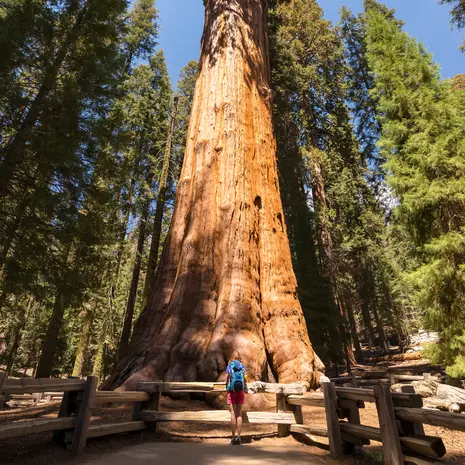 Nergens vindt je bomen zo hoog als in Sequoia National Park