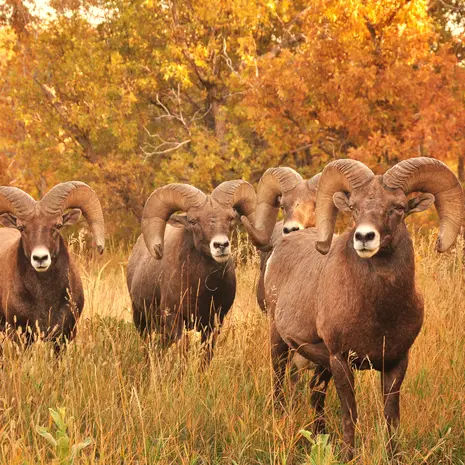 Rammen in Colorado Spring