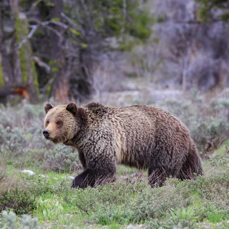 Grizzlybeer