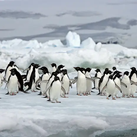 Pinguins in Antarctica, Argentinië