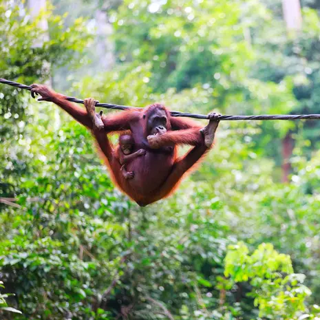 Orang Oetans in Borneo Aabah