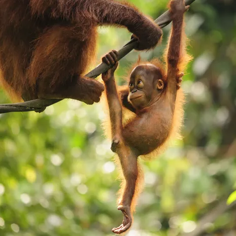 Mijn bezoek aan Sepilok op Borneo