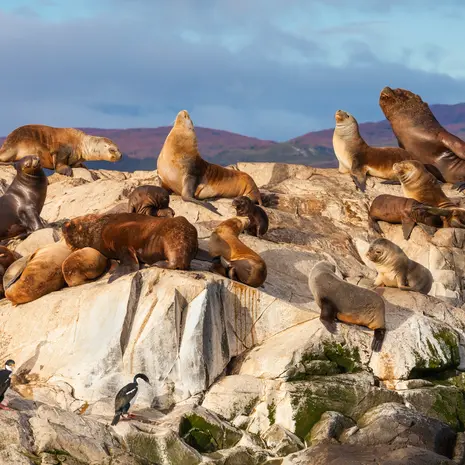 Zeeleeuwen in Ushuaia, ArgentiniË