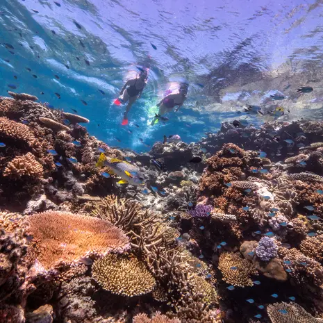 Duiken bij het Great Barrier Reef, Australië