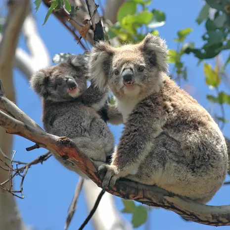 Koala's in Australië