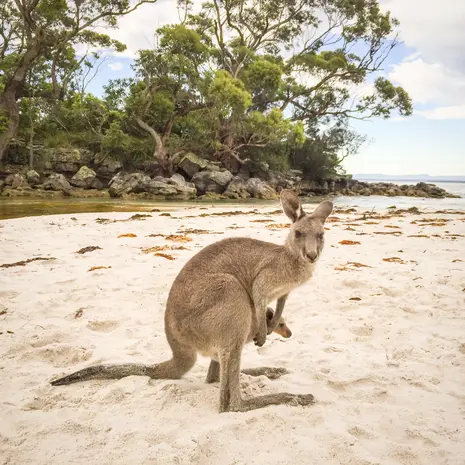 Kangeroe in Australië