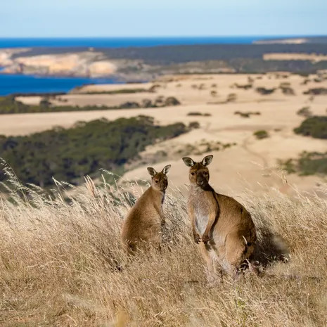 Kangoeroes spotten op Kangaroo Island © Exceptional Kangaroo Island
