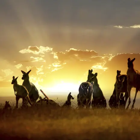 Kangoeroes bij zonsopkomst in Australië