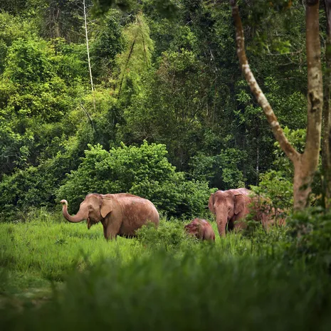 Olifanten in Khao Yai NP, Thailand