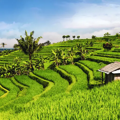Rijstvelden op Bali